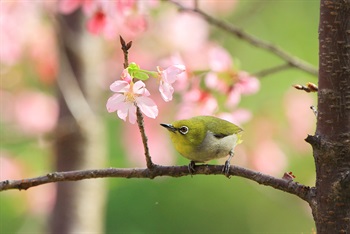 Chan Wing Kam (优异奖) - 政府积极在东涌提升园境，种植了近百棵樱花树，除了为市民提供了赏樱的好去处，美丽的樱花树亦为雀鸟提供休憩和栖息的空间，也令我们在赏花之余增添了 生气。