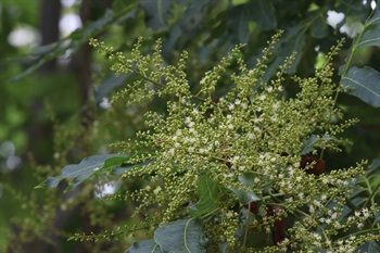 Panicles terminal. Flowers small, pubescent.