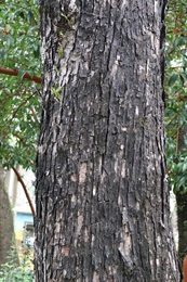 树皮灰色至暗棕色，粗糙，片状剥落，受损时释出大蒜和胡椒气味。